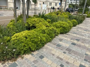 Panaché de pavés s'associant dans un décor vert