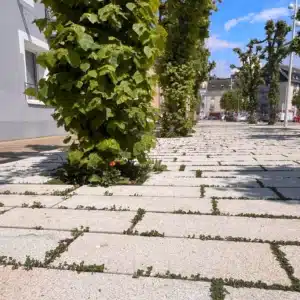 Dalles engazonnées en granit gris beige Fève en finition grenaillée sur la Cours Jonville à Granville